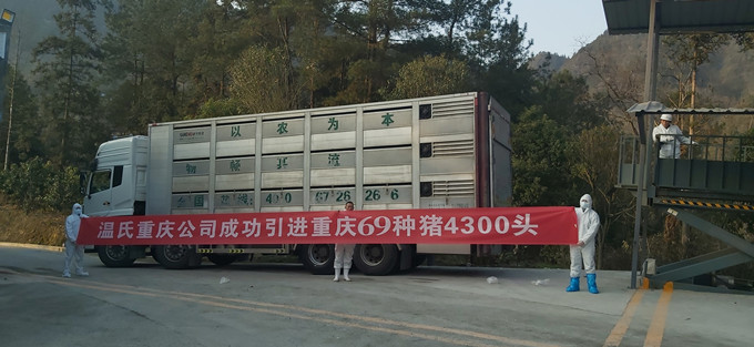 69畜牧春季种猪销售旺
