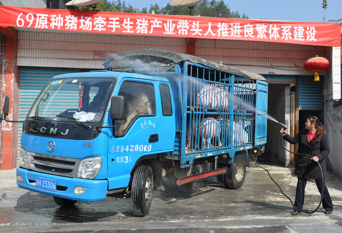 黔江区推进生猪良繁体系建设